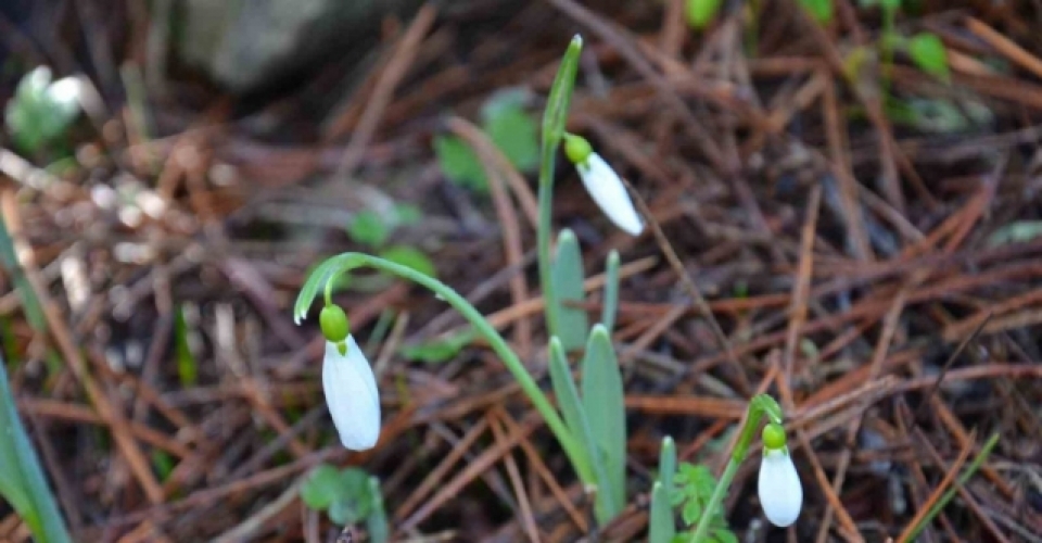 Bu çiçeği koparmanın bedeli dudak uçuklatıyor